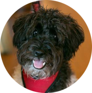 Elise Kohn's dog