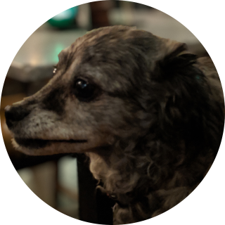 Steve Midgley's dog