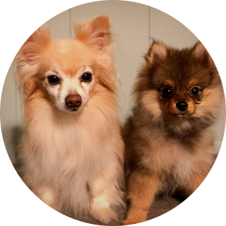 Whitney Whealdon's dog